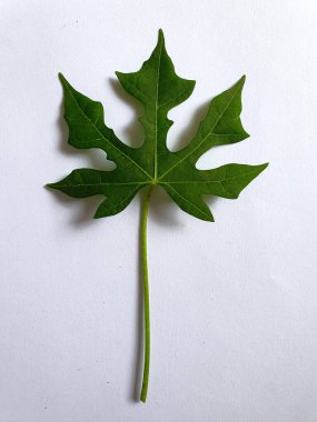 Beyaz arkaplanda tek yeşil manyok yaprağı yakın görünümü.