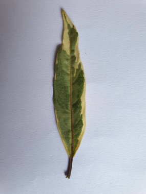 Beyaz arkaplanda tek yaprak yakın görünümü.