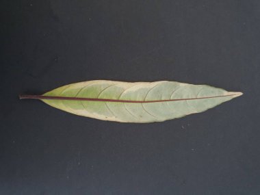 Siyah arkaplanda tek yaprak yakın görünümü.