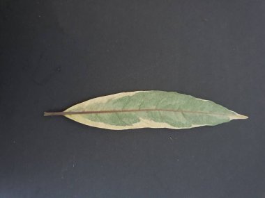 Siyah arkaplanda tek yaprak yakın görünümü.