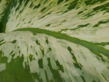 Süslü bitki yaprağı dokusu yüzeyinde doğal pembe lekeler var. 