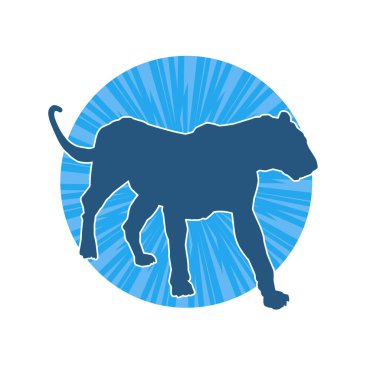 Vahşi bir ormanın silueti. Büyük kedi yürüyüşü. Beyaz arka planda izole bir poz..