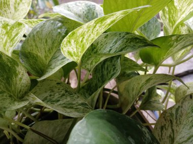 Egzotik süs bitkisi yaprakları çalılara yakın.