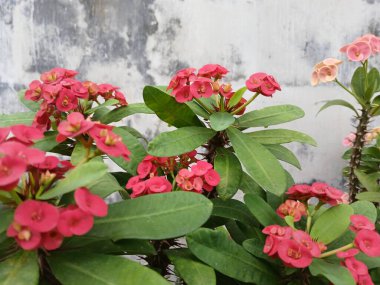 Kırmızı renkli öforbi çiçekleri yakın plan