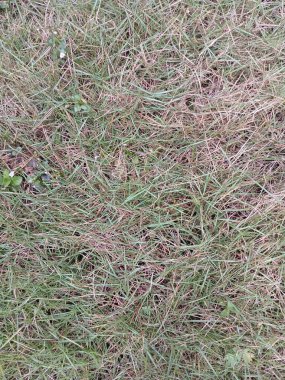 Çimlerin kuruduğu fotoğrafı kapat.