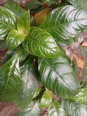 Yeşil yapraklar fotoğrafı kapatın.