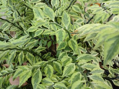 Egzotik süs bitkisi yaprakları çalılara yakın.