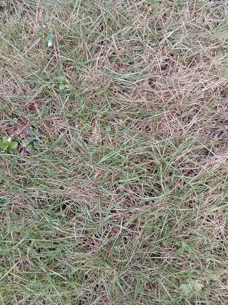 Çimlerin kuruduğu fotoğrafı kapat.