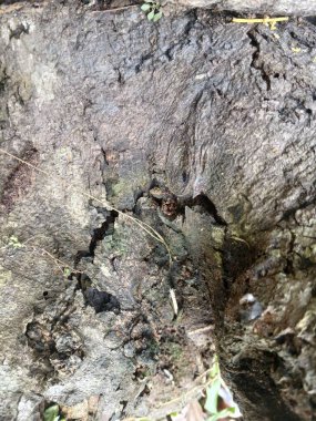 Doğal ağaç kabuğu dokusunu kapat