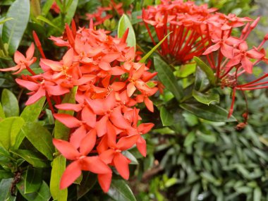 Yeşil yapraklı süs bitkisinin kırmızı çiçeği