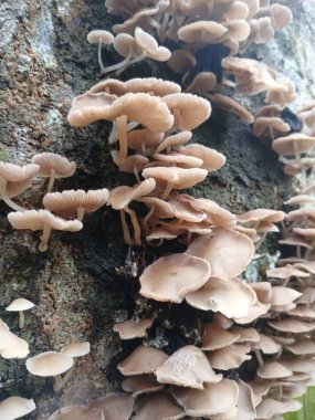 Ağaç gövdelerine saçılmış ahşap mantarlar