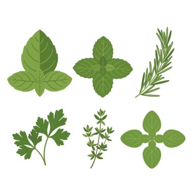Düz Vektör Mutfak Bitkisi Koleksiyonunu Beyazda İzole Etti