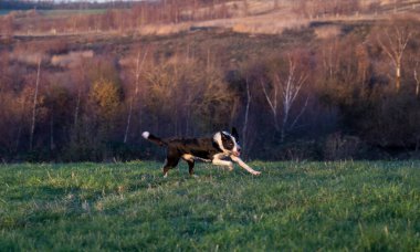 Border Collie Dog running on a field