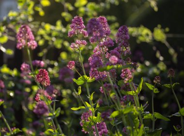 Centranthus Ruber.Valeriana Rubra, kırmızı kediotu, spur kediotu, hızlı öp beni, tilki fırçası, şeytan sakalı veya Jüpiter 'in sakalı, süs çiçekleri için yetiştirilen popüler bir bahçe bitkisidir..