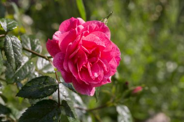 Rosa geldi - Pembe bir gül tomurcuklandı