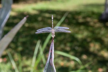 Yeşil arka planda küçük hanım sineği
