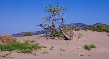 Türkiye 'de Dalyan yakınlarındaki İztuzu plajında yalnız bir ağaç