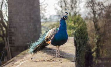 İngiliz kırsalında Tavuskuşu 'Pavo Kristali' olarak bilinen Hintli Peafowl erkeği.
