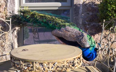 İngiliz kırsalında Tavuskuşu 'Pavo Kristali' olarak bilinen Hintli Peafowl erkeği.