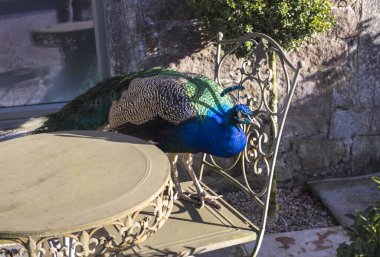İngiliz kırsalında Tavuskuşu 'Pavo Kristali' olarak bilinen Hintli Peafowl erkeği.
