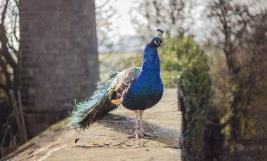 İngiliz kırsalında Tavuskuşu 'Pavo Kristali' olarak bilinen Hintli Peafowl erkeği.