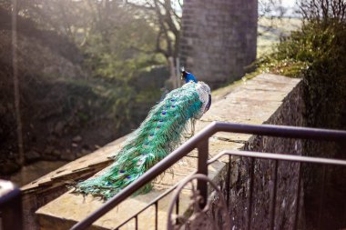 İngiliz kırsalında Tavuskuşu 'Pavo Kristali' olarak bilinen Hintli Peafowl erkeği.