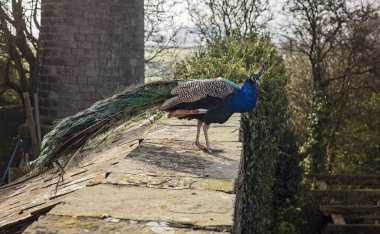 İngiliz kırsalında Tavuskuşu 'Pavo Kristali' olarak bilinen Hintli Peafowl erkeği.