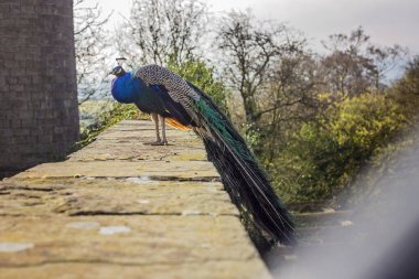 İngiliz kırsalında Tavuskuşu 'Pavo Kristali' olarak bilinen Hintli Peafowl erkeği.