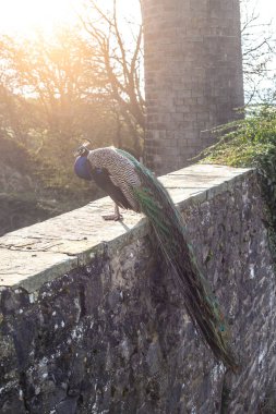 Duvardaki Tavuskuşu. İngiliz kırsalında Tavuskuşu 'Pavo Kristali' olarak bilinen Hintli Peafowl erkeği..
