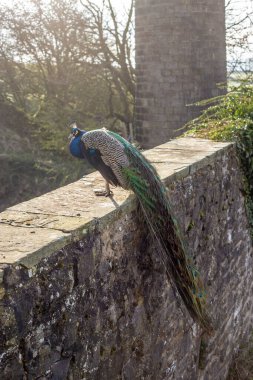Duvardaki Tavuskuşu. İngiliz kırsalında Tavuskuşu 'Pavo Kristali' olarak bilinen Hintli Peafowl erkeği..