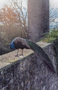 Duvardaki Tavuskuşu. İngiliz kırsalında Tavuskuşu 'Pavo Kristali' olarak bilinen Hintli Peafowl erkeği..