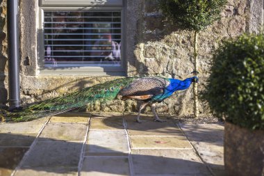İngiliz kırsalında Tavuskuşu 'Pavo Kristali' olarak bilinen Hintli Peafowl erkeği.