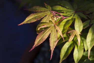 Acer palmatum Osakazuki Japon akçaağacı