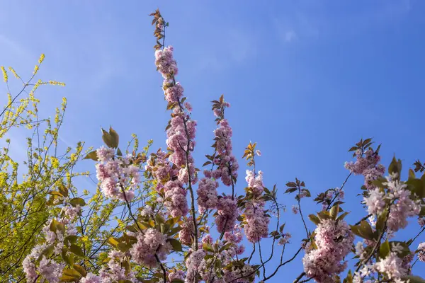Japon Kiraz Ağaçları mavi gökyüzü arkaplanına karşı