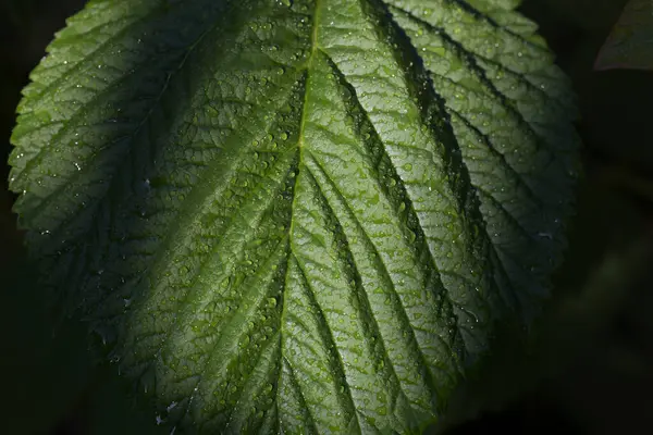 Huysuz ışıklandırmada su damlacıkları, güzel gölgeler ve doku.