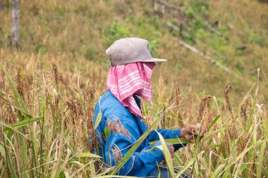 Batı Kutai, Doğu Kalimantan, Endonezya - 28 Haziran 2022 - yerel halk tarafından dağ çeltiği hasat etme süreci