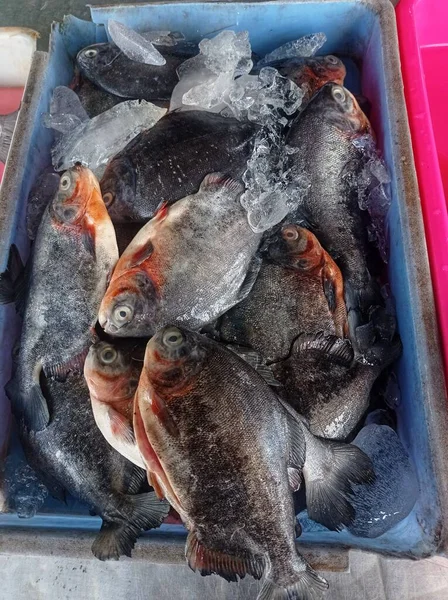 Balık pazarında satılan taze bir Pomfret koleksiyonu.