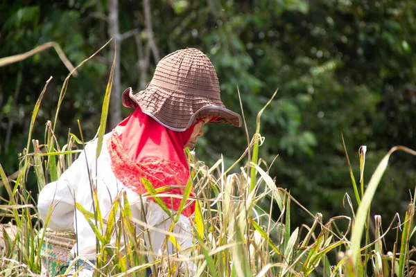 西クタイ 東カリマンタン インドネシア 2022年6月28日 地元コミュニティによる山岳水田の収穫プロセス — ストック写真