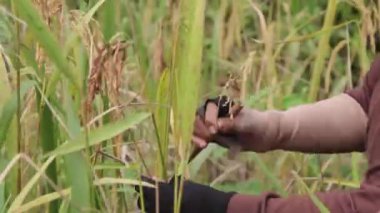 Doğu Kalimantan Endonezya 'da çeltik dağı hasat eden biri, yerel kültür.