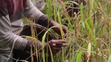 Doğu Kalimantan Endonezya 'da çeltik dağı hasat eden biri, yerel kültür.