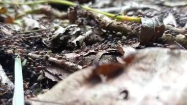 Bir yerlere göç ediyor gibi görünen siyah termit kolonisi.