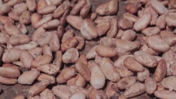 白天晒干的可可豆种子 — 图库视频影像