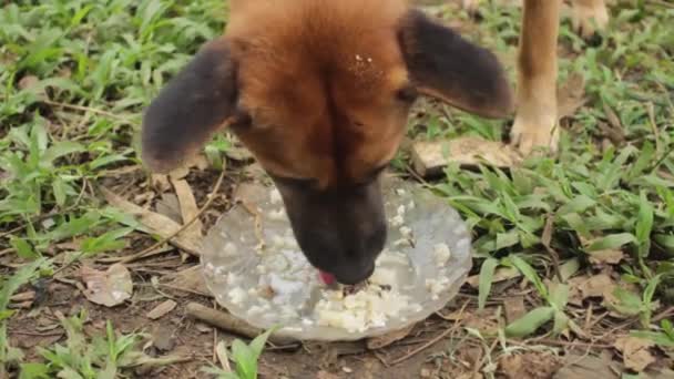 Sarı Bir Köpek Gözlü Bir Şekilde Yemeğini Yiyor — Stok video