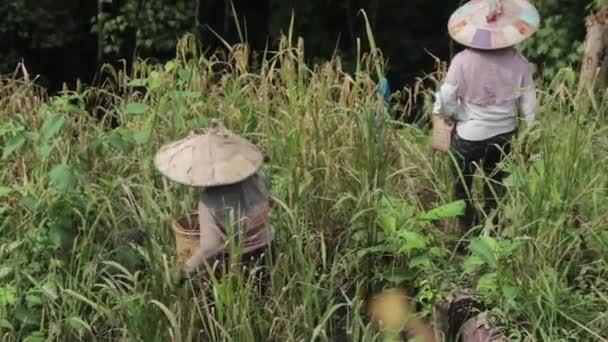 Grupo Agricultores Que Cosechan Arroz Montaña Indonesia Kalimantan Oriental Cultura — Vídeos de Stock