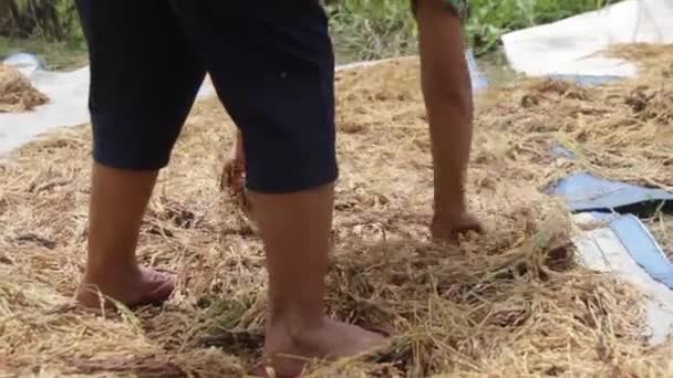 在炎热的阳光下晒干刚收获的水稻的人 亚洲文化 — 图库视频影像