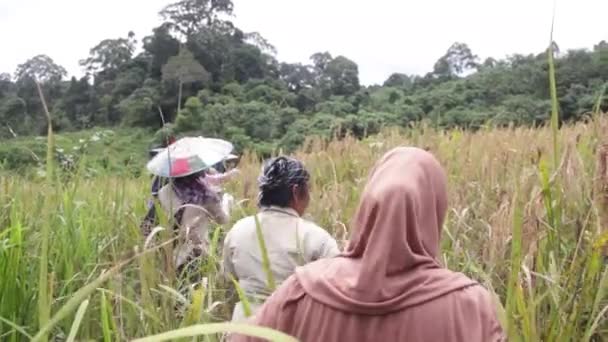 Grupo Agricultores Que Colhem Arroz Montanha Leste Kalimantan Indonésia Cultura — Vídeo de Stock