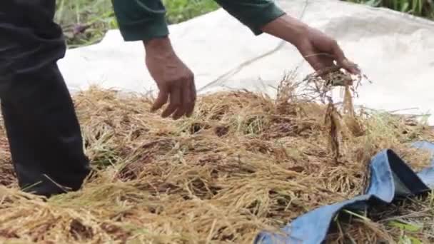 在炎热的阳光下晒干刚收获的水稻的人 亚洲文化 — 图库视频影像