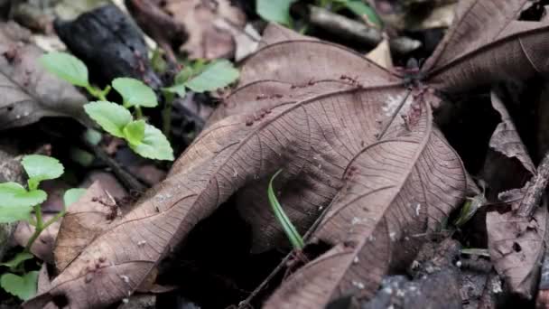 甜椒蚂蚁在寻找食物 — 图库视频影像