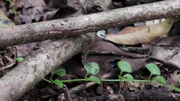 Słodka Papryka Mrówki Szukają Pożywienia — Wideo stockowe