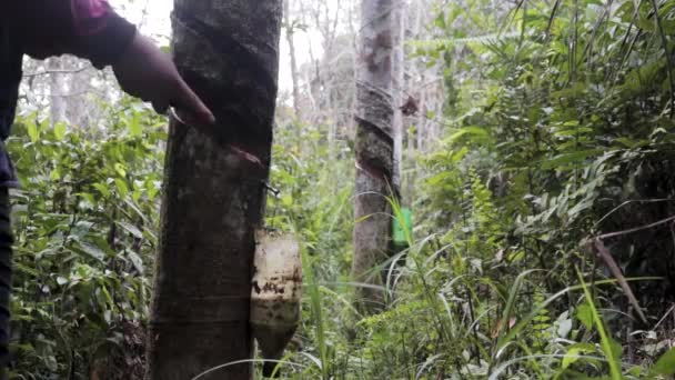 Gummibaum Der Morgens Auf Einer Gummibaumplantage Auf Saft Gezapft Wird — Stockvideo